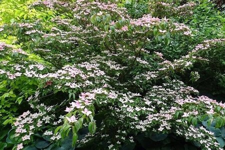 Cornus k. 'Beni-fuji' 100-125 cm met kluit - afbeelding 2