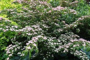 Cornus k. 'Beni-fuji' 100-125 cm met kluit - afbeelding 2