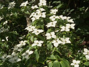 Cornus k. 'Cappucino' 150-175 cm met kluit