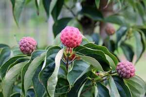 Cornus kousa chinensis 100-125 cm met kluit - afbeelding 1