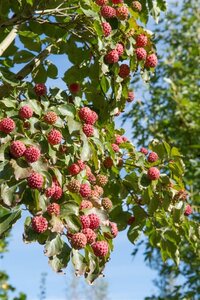 Cornus kousa chinensis 100-125 cm met kluit - afbeelding 12