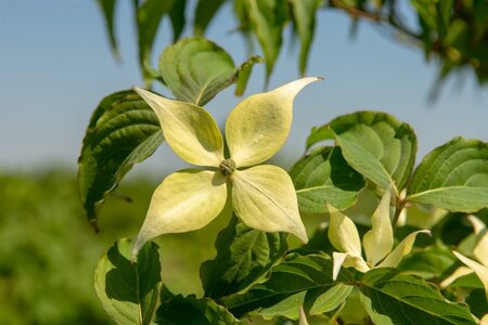 Cornus kousa chinensis 100-125 cm met kluit - afbeelding 11