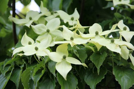 Cornus kousa chinensis 100-125 cm met kluit - afbeelding 10