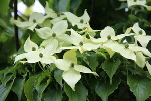 Cornus kousa chinensis 100-125 cm met kluit - afbeelding 10