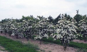 Cornus kousa chinensis 100-125 cm met kluit - afbeelding 9