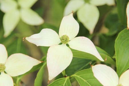 Cornus kousa chinensis 100-125 cm met kluit - afbeelding 7