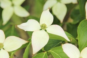 Cornus kousa chinensis 100-125 cm met kluit - afbeelding 7
