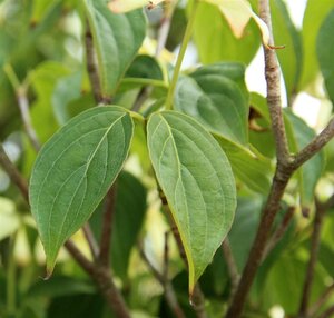 Cornus kousa chinensis 100-125 cm met kluit - afbeelding 4