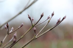 Cornus kousa chinensis 100-125 cm met kluit - afbeelding 2