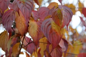 Cornus kousa chinensis 100-125 cm met kluit - afbeelding 13