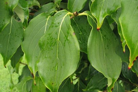 Cornus k. Galilean 100-125 cm met kluit - afbeelding 4