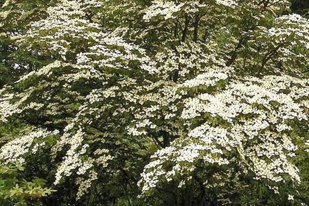 Cornus k. 'Madame Butterfly' 60-80 cm met kluit - afbeelding 2