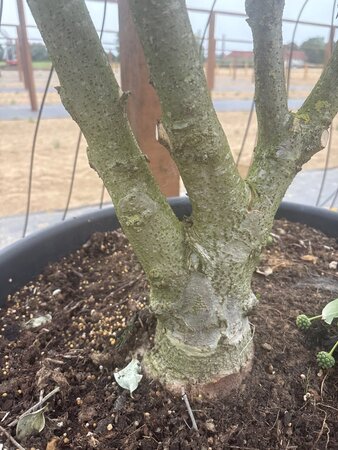 Cornus k. 'Milky Way' 200-250 cm cont. 65L meerstammig - afbeelding 4