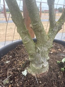 Cornus k. 'Milky Way' 200-250 cm cont. 65L meerstammig - afbeelding 4