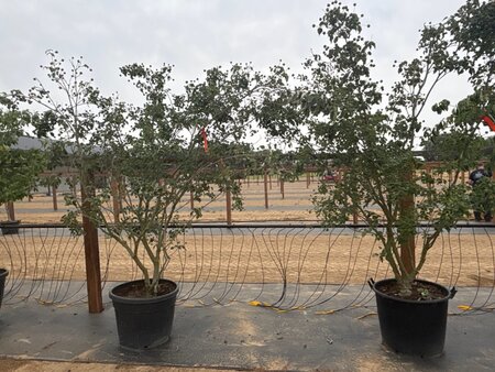 Cornus k. 'Milky Way' 200-250 cm cont. 65L meerstammig - afbeelding 1