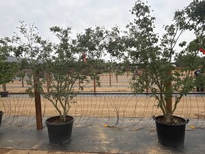 Cornus k. 'Milky Way' 200-250 cm cont. 65L meerstammig - afbeelding 1