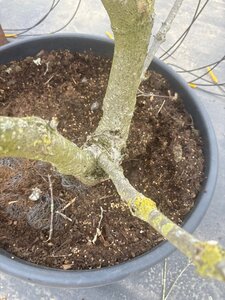 Cornus k. 'Milky Way' 200-250 cm cont. 65L meerstammig - afbeelding 5