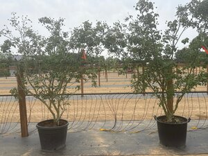 Cornus k. 'Milky Way' 200-250 cm cont. 65L meerstammig - afbeelding 6