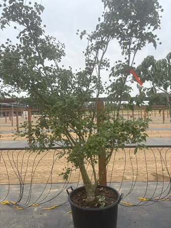 Cornus k. 'Milky Way' 200-250 cm cont. 65L meerstammig - afbeelding 7