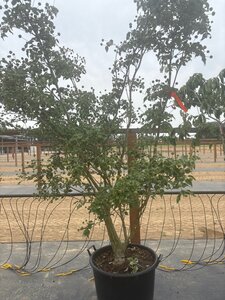 Cornus k. 'Milky Way' 200-250 cm cont. 65L meerstammig - afbeelding 7