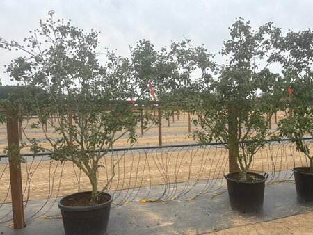 Cornus k. 'Milky Way' 200-250 cm cont. 65L meerstammig - afbeelding 8