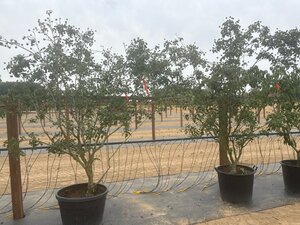 Cornus k. 'Milky Way' 200-250 cm cont. 65L meerstammig - afbeelding 8