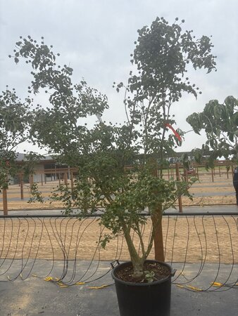 Cornus k. 'Milky Way' 200-250 cm cont. 65L meerstammig - afbeelding 3