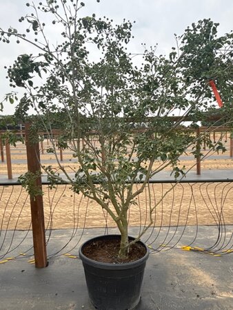 Cornus k. 'Milky Way' 200-250 cm cont. 65L meerstammig - afbeelding 9