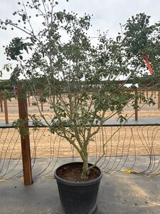 Cornus k. 'Milky Way' 200-250 cm cont. 65L meerstammig - afbeelding 9
