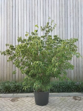 Cornus k. 'Milky Way' 200-250 cm container meerstammig