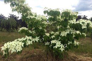 Cornus k. 'Nicole' (Rutdan) 50-60 cm met kluit - afbeelding 2