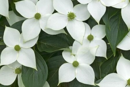 Cornus k. 'Nicole' (Rutdan) 60-80 cm met kluit - afbeelding 1