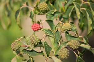 Cornus kousa 100-125 cm met kluit