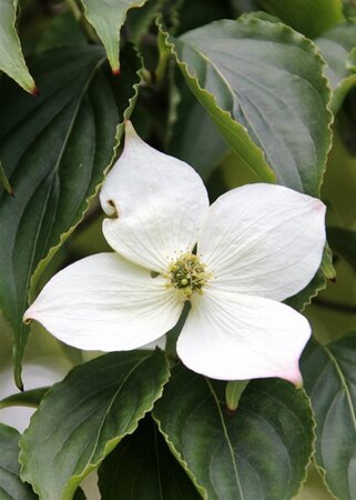 Cornus kousa 40-60 cm met kluit - afbeelding 13