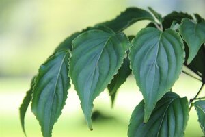 Cornus kousa 40-60 cm met kluit - afbeelding 11