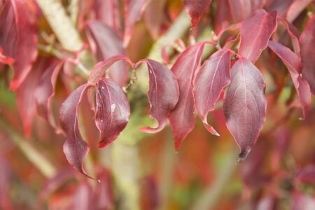 Cornus kousa 40-60 cm met kluit - afbeelding 7