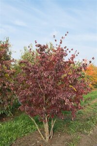 Cornus kousa 60-80 cm met kluit - afbeelding 10