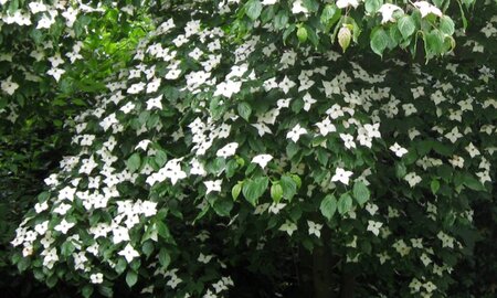 Cornus kousa 80-100 cm met kluit - afbeelding 14