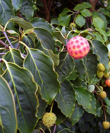 Cornus kousa 80-100 cm met kluit - afbeelding 9