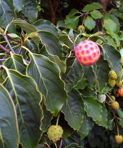 Cornus kousa 80-100 cm met kluit - afbeelding 9