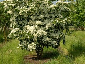 Cornus kousa 80-100 cm met kluit - afbeelding 6