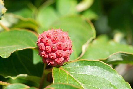 Cornus kousa 80-100 cm met kluit - afbeelding 16