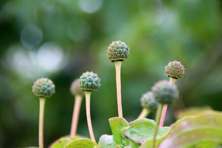 Cornus k. 'Satomi' 100-125 cm met kluit - afbeelding 5