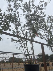 Cornus k. 'Satomi' 200-250 cm cont. 65L meerstammig - afbeelding 3