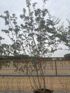 Cornus k. 'Satomi' 200-250 cm cont. 65L meerstammig - afbeelding 4