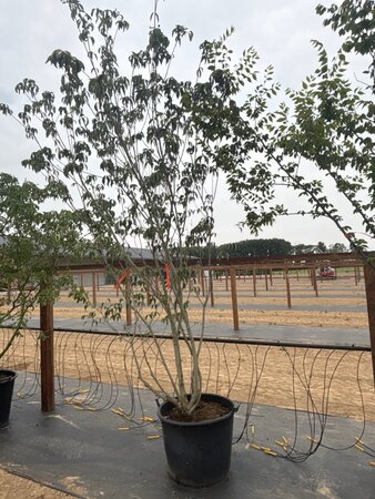 Cornus k. 'Satomi' 200-250 cm cont. 65L meerstammig - afbeelding 1