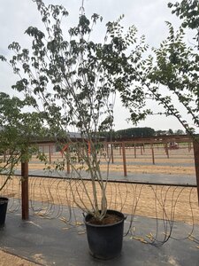 Cornus k. 'Satomi' 200-250 cm cont. 65L meerstammig - afbeelding 1