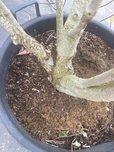 Cornus k. 'Satomi' 200-250 cm cont. 65L meerstammig - afbeelding 5