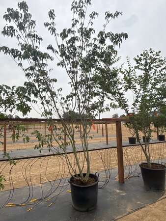 Cornus k. 'Satomi' 200-250 cm cont. 65L meerstammig - afbeelding 2