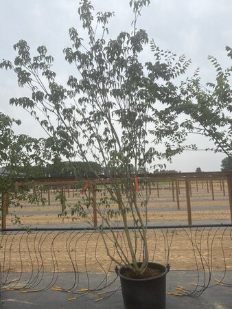 Cornus k. 'Satomi' 200-250 cm cont. 65L meerstammig - afbeelding 6